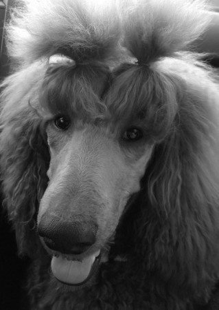 Adonai Aslan de la Bonne année, Veľký červený pudel / pes